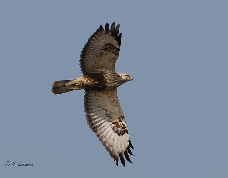 Rough-legged Buzzard - Ruigpootbuizerd - Buteo lagopus
