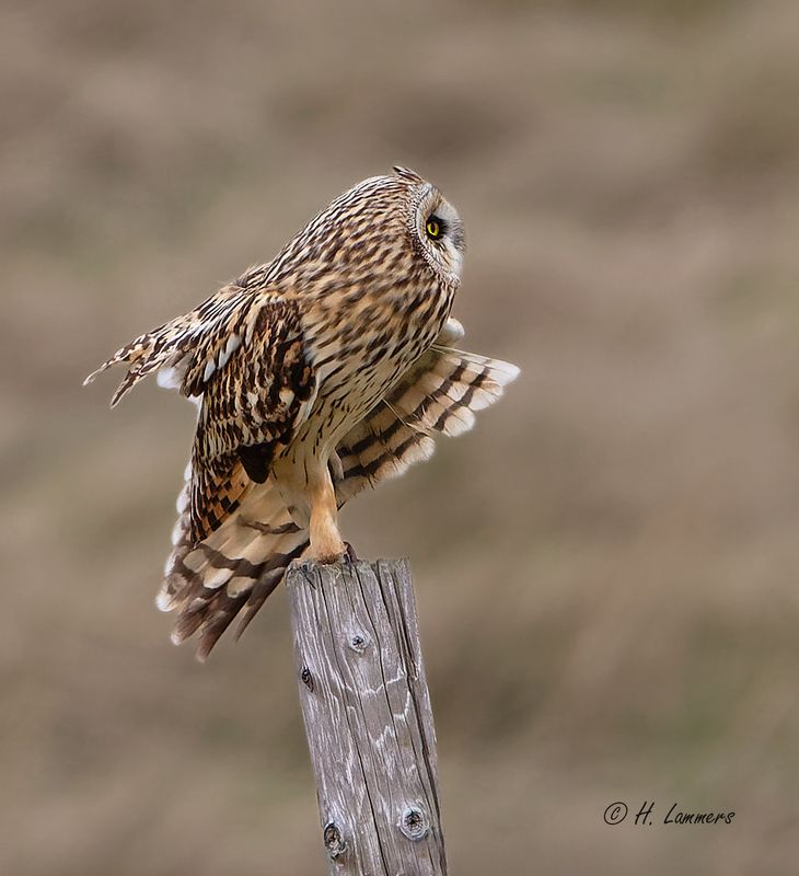 Short-eared Owl - Velduil - Asio flammeus