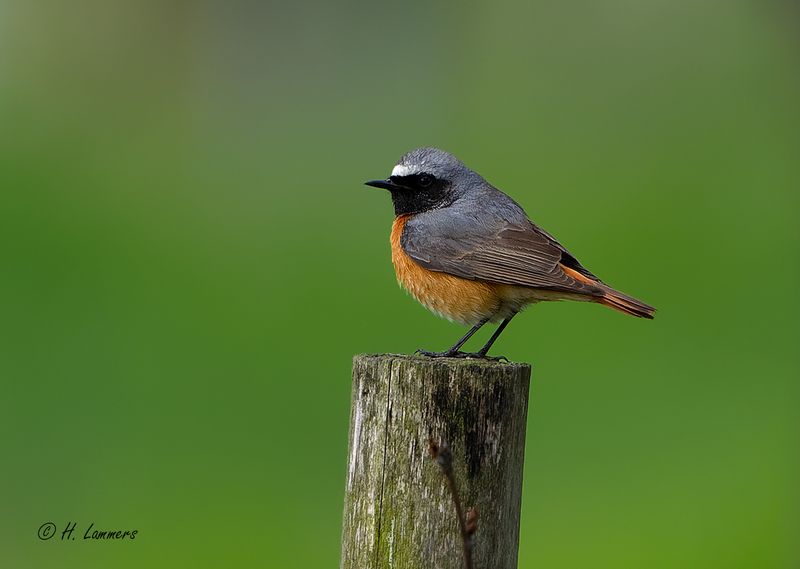 Common Redstart  - Gekraagde Roodstaart - Phoenicurus phoenicurus 