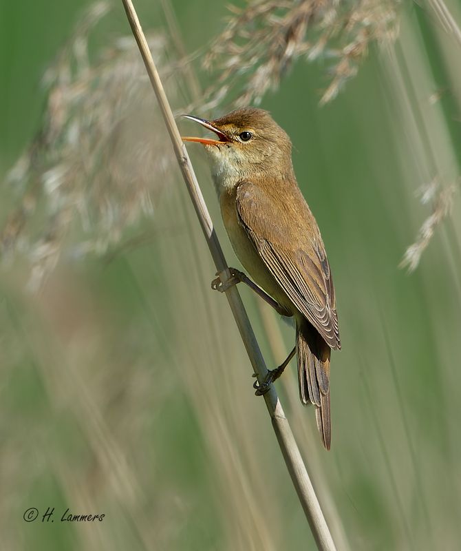 Marsh Warbler - Bosrietzanger - Acrocephalus palustris 