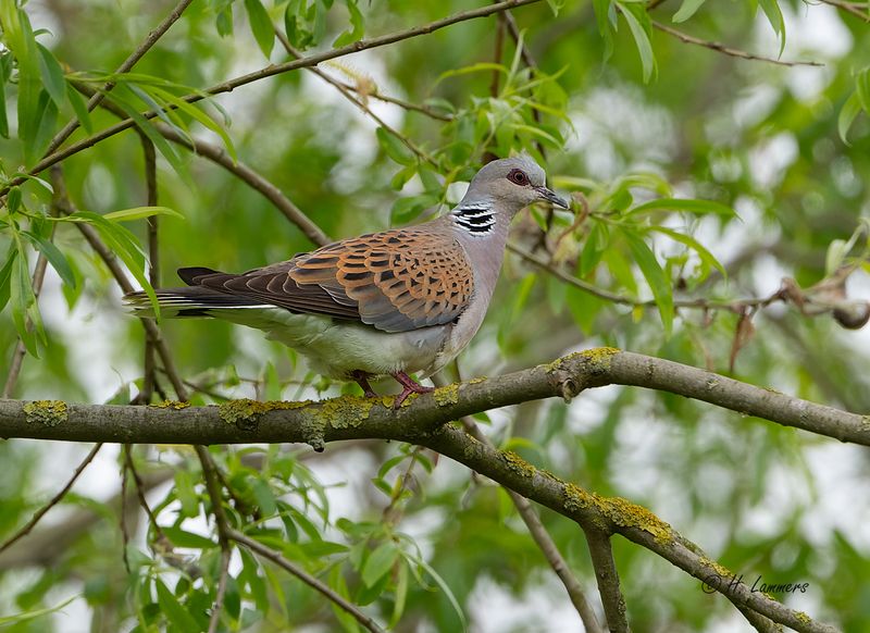 European Turtle-Dove - Zomertortel - Streptopelia turtur