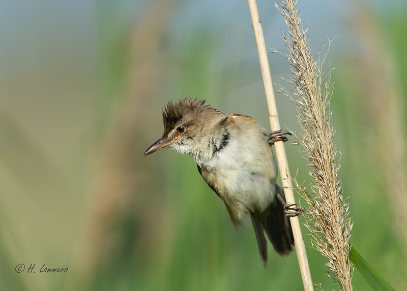 Great Reed Warbler - Grote Karekiet - Acrocephalus arundinaceus