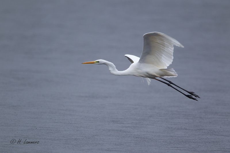 Great egret - Grote Zilverreiger - Ardea alba  