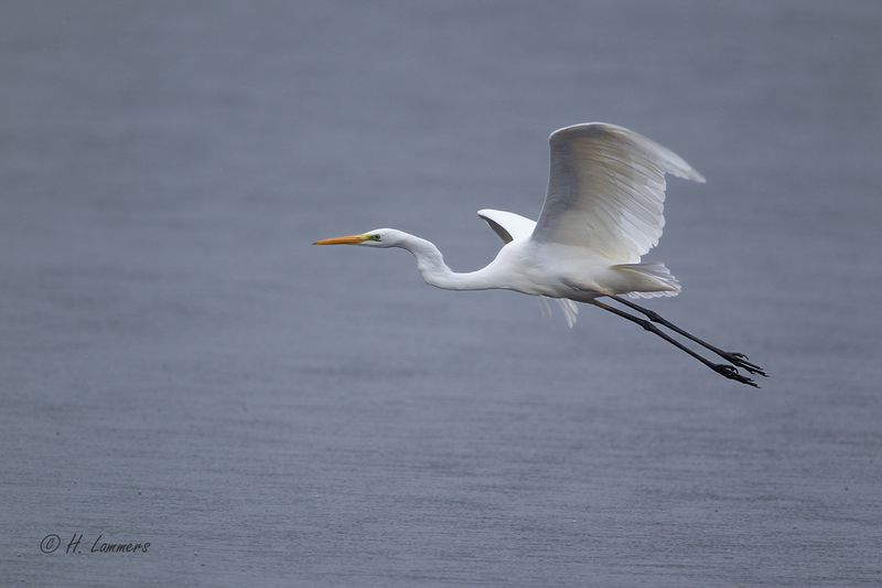 great_egret__grote_zilverreiger___ardea_alba