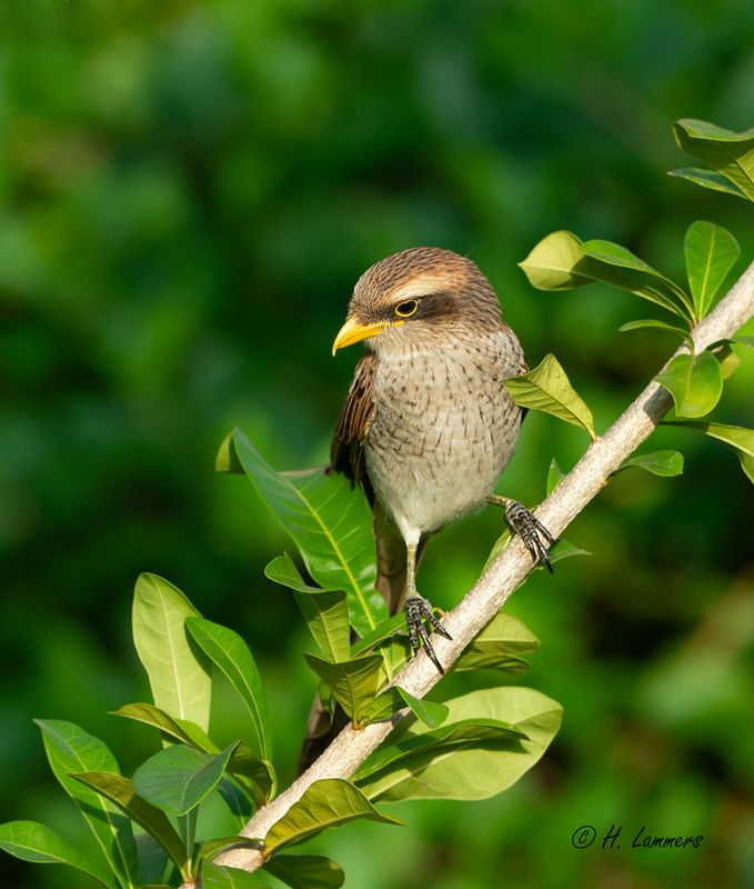 yellow Billed Shrike - Geelsnavelklauwier