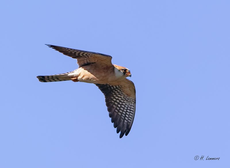 Red-footed Falcon - Roodpootvalk -- Falco vespertinus.