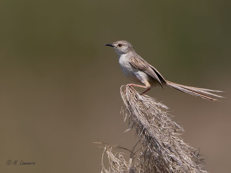 Graceful Prinia - Gestreepte Prinia - Prinia gracilis