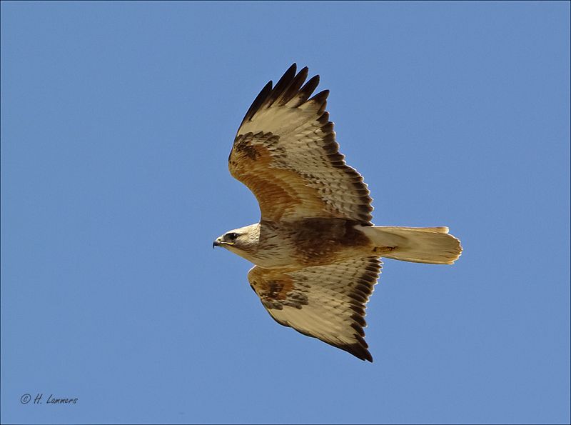 Long-legged Buzzard - Arendbuizerd - Buteo rufinus