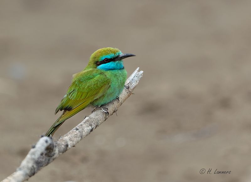 Arabian Green Bee-eater - Kleine Groene Bijeneter - Merops cyanophrys 
