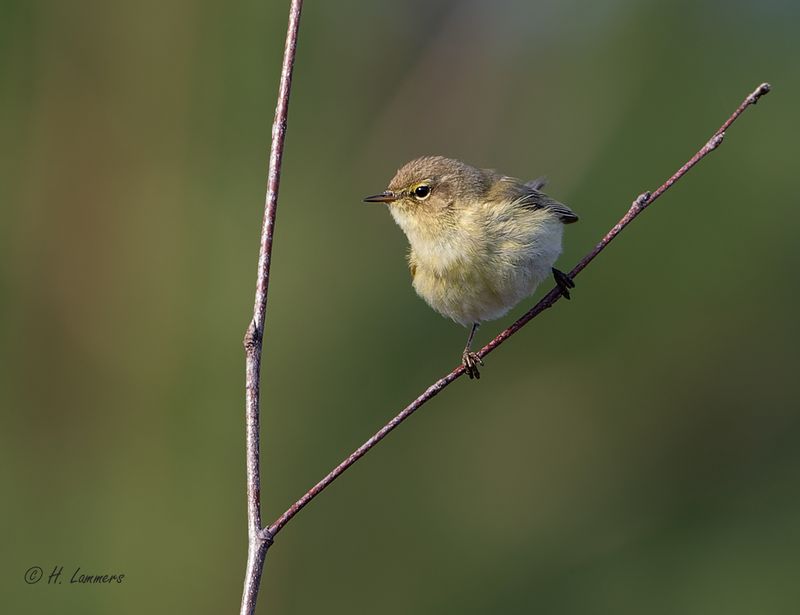 Common Chiffchaff - Tjiftjaf  - Phylloscopus collybita