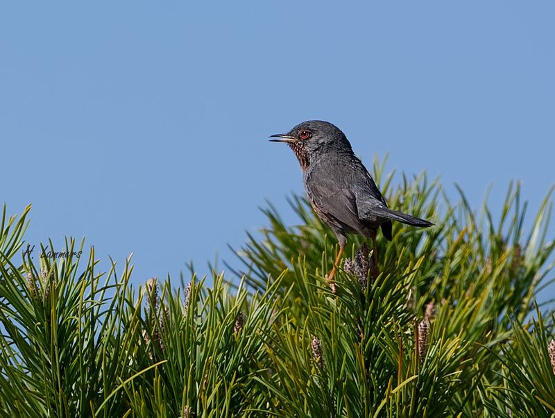 Dartford Warbler - Provencaalse Grasmus - Sylvia undata