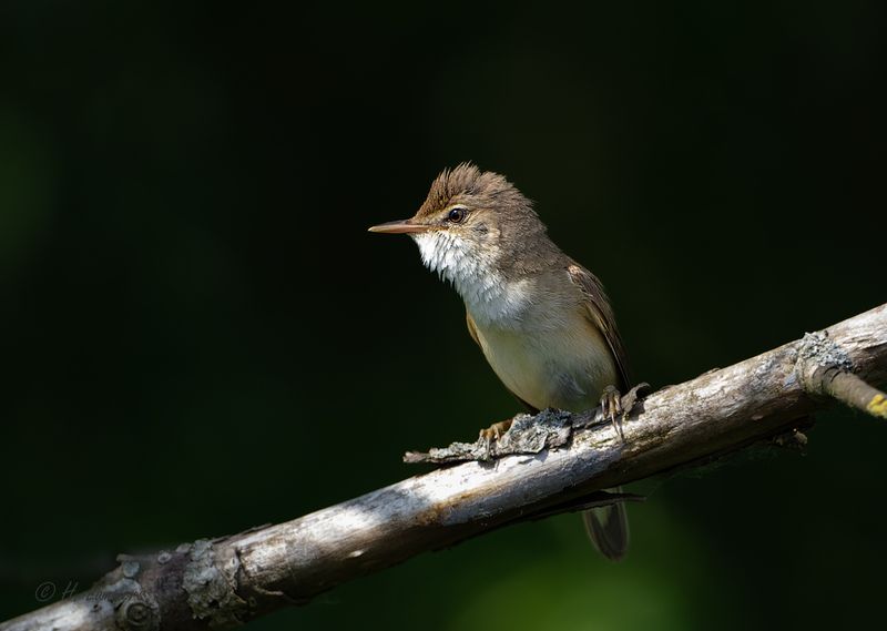 Eurasian Reed Warbler - Kleine Karekiet - Acrocephalus scirpaceus