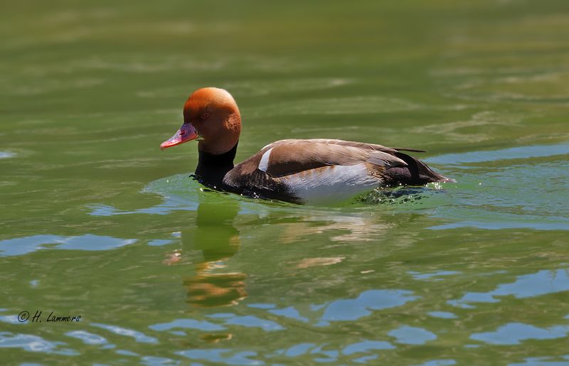 Red-crested Pochard - Krooneend - Netta rufina