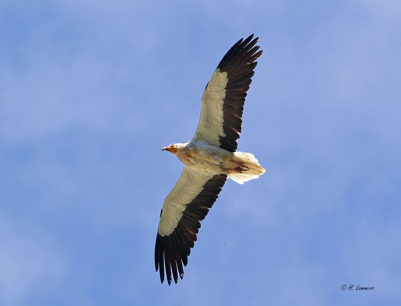 Egyptian Vulture - Aasgier - Neophron percnopterus