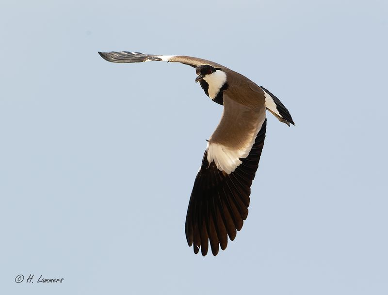 Spur-winged Lapwing - Sporenkievit - Vanellus spinosus