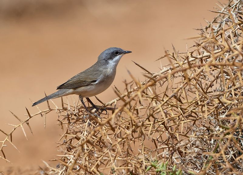 Lesser Whitethroat - Braamsluiper - Sylvia curruca