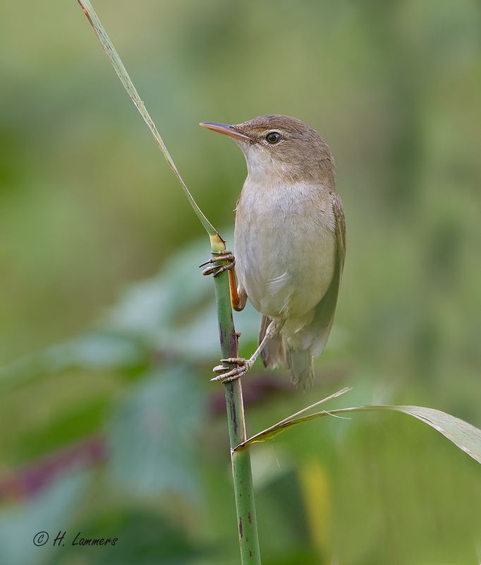 Eurasian Reed Warbler -  Kleine Karekiet - Acrocephalus scirpaceus