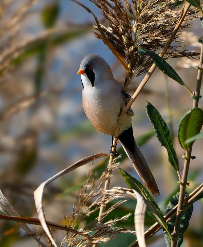 Bearded Reedling - Baardman - Panurus biarmicus