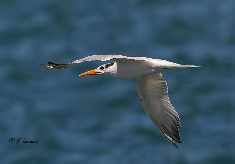 Royal Tern _ Koningsstern - Thalasseus maximus