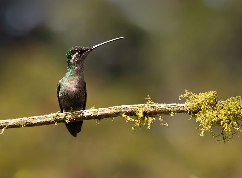Magnificent Hummingbird - Eugenes fulgens - Eugenes fulgens