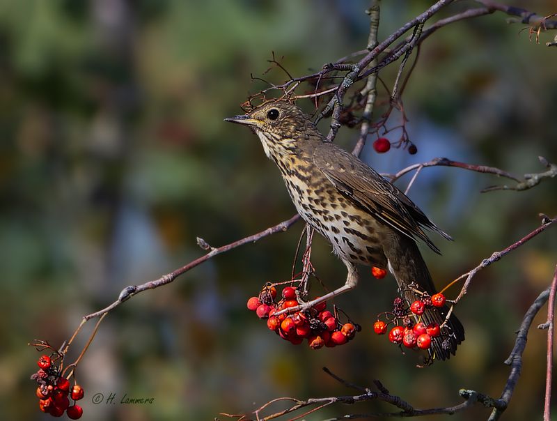 Song Thrush - Zanglijster - Turdus philomelos