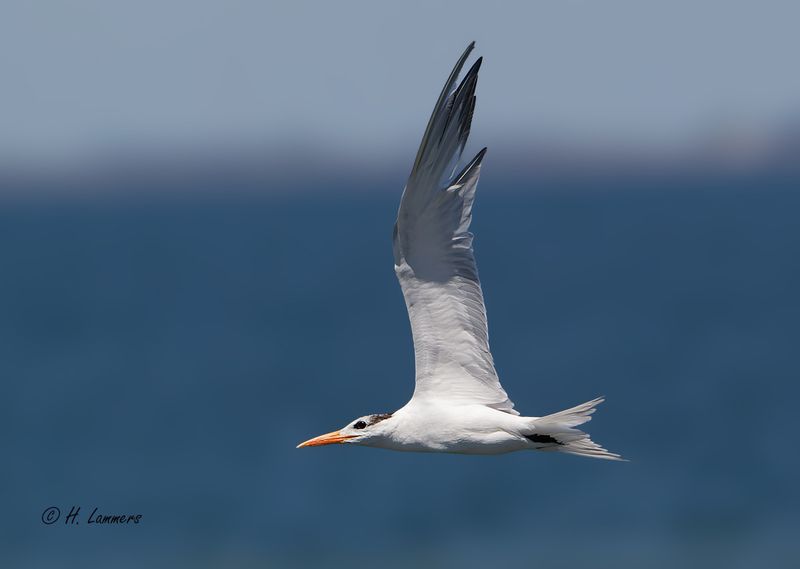 Royal Tern (nonbreeding) Koningsstern - Thalasseus maximus
