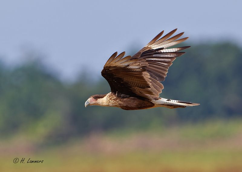 Crested Caracara (juv) -Noordelijke kuifcaracara - Caracara cheriway