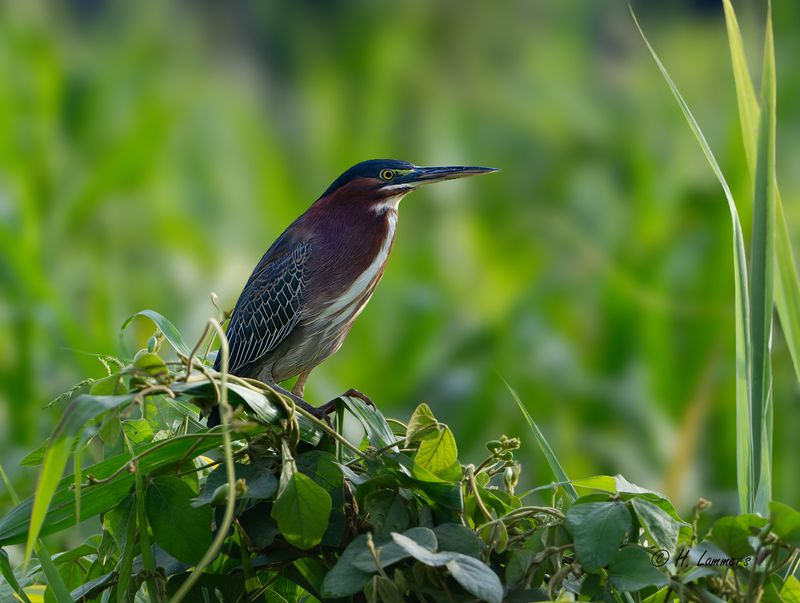Green Heron - Groene reiger - Butorides virescens