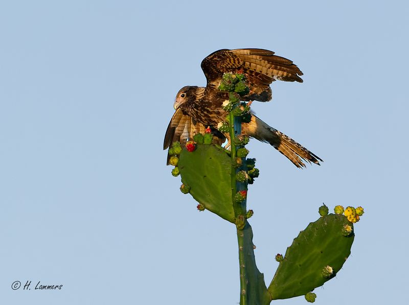 Crested Caracara (juv) -Noordelijke kuifcaracara - Caracara cheriway