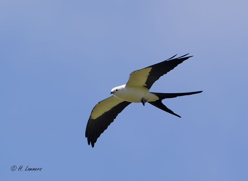 swallow-tailed kite - Zwaluwstaartwouw - Elanoides forficatus