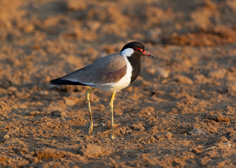 Red-wattled lapwing -    Indische Kievit - Vanellus indicus