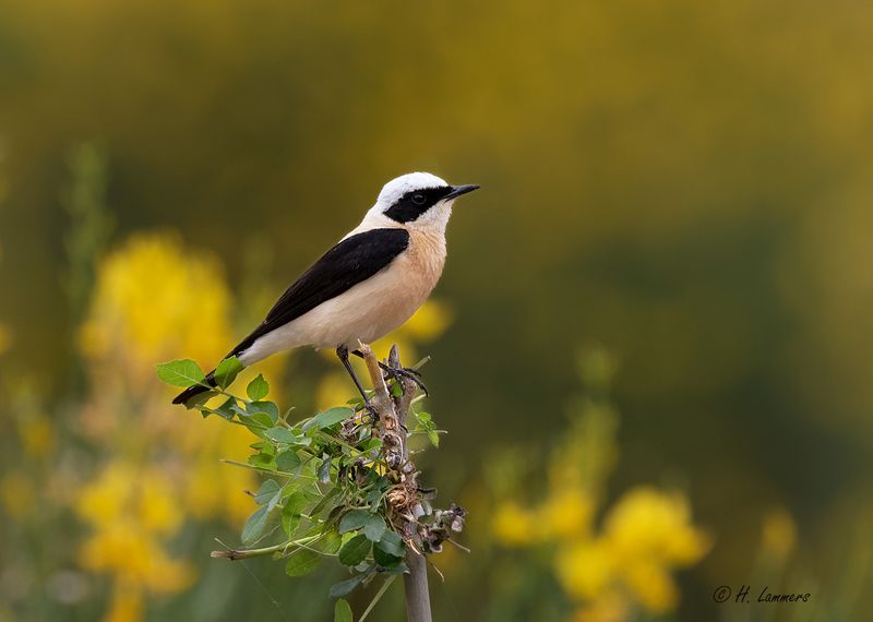 Oostelijke Blonde Tapuit  - Eastern Black-eared Wheatear -  Oenanthe melanoleuca_DxO.jpg