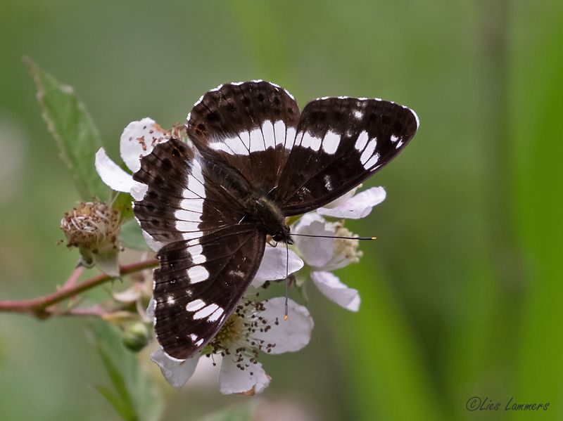 White Admiral - Kleine ijsvogelvlinder - Limenitis camilla