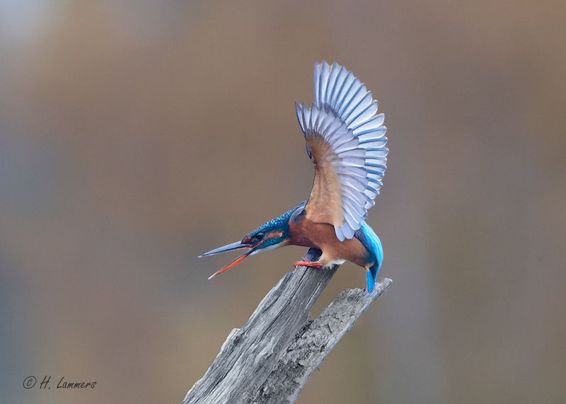 common kingfishers__ijsvogels