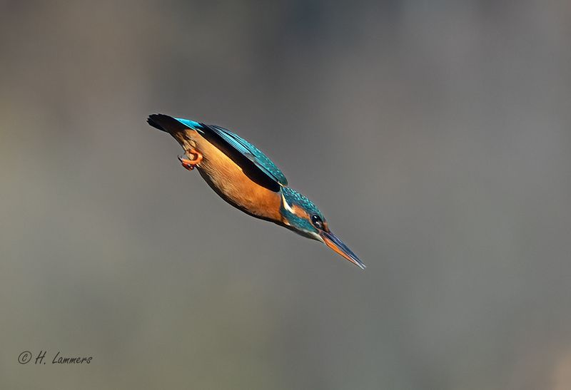 Common kingfisher - Ijsvogel - Alcedo atthis