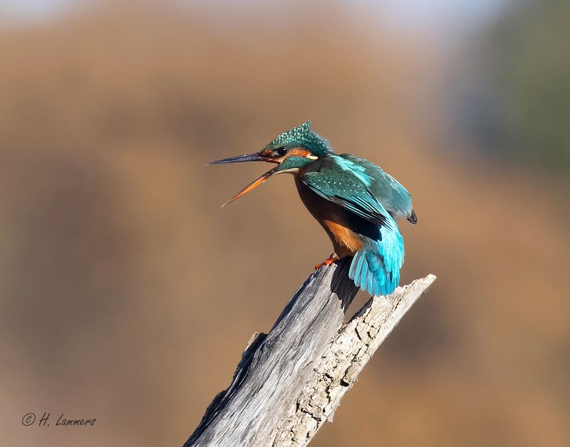 Common kingfisher - Ijsvogel - Alcedo atthis