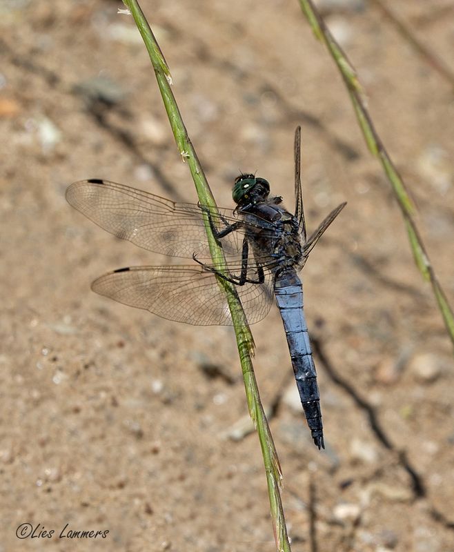 Black-tailed Skimmer - Gewone oeverlibel