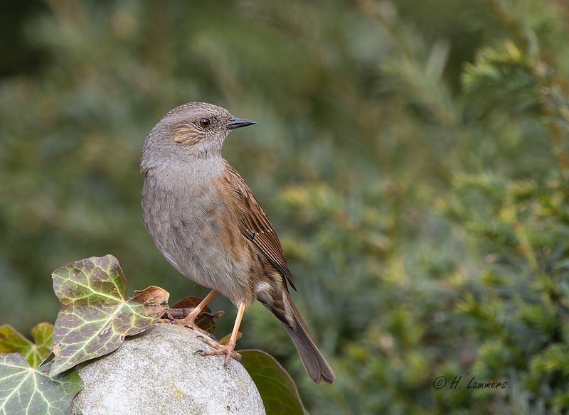 Dunnock - Heggemus - prunella modularis