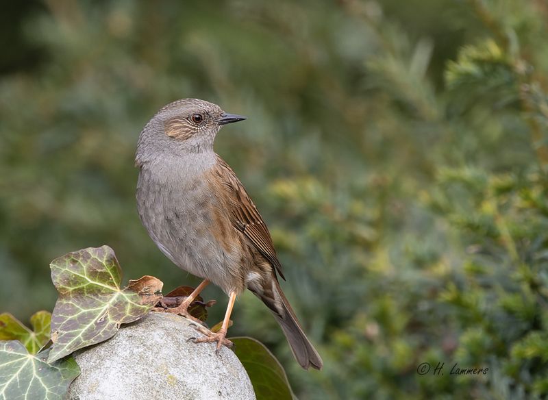  Dunnock - Heggemus - prunella modularis