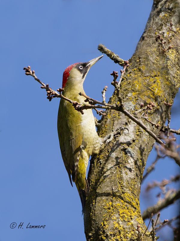 european_green_woodpecker__groene_specht__picus_viridis