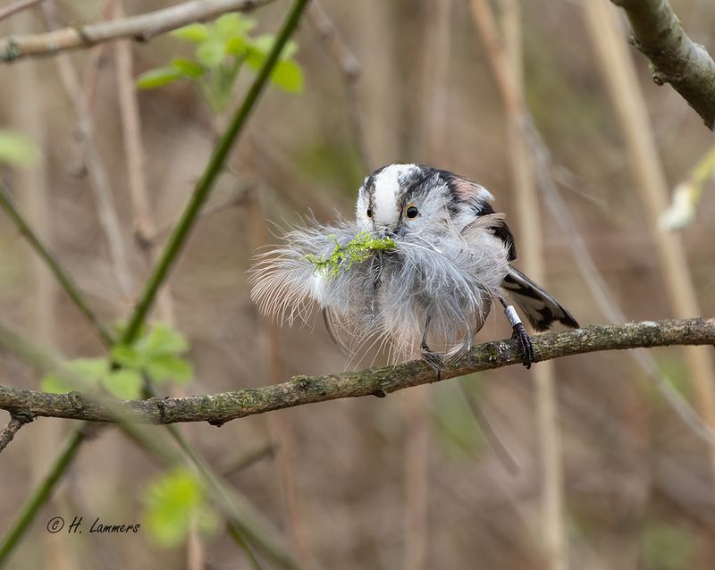  long-tailed tit  -  Staartmees - Aegithalos caudatus
