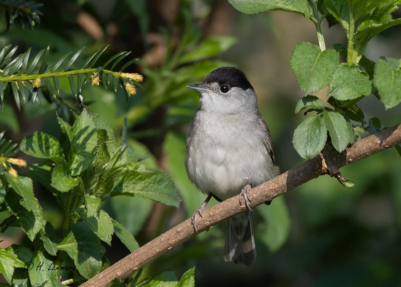  Eurasian blackcap - Zwartkop - Sylvia atricapilla