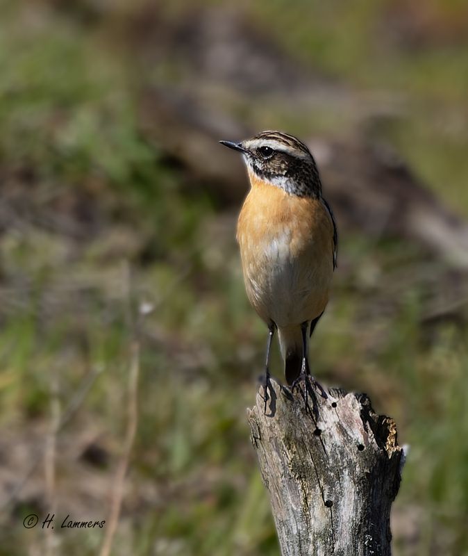 _whinchat__paapje__saxicola_rubetra