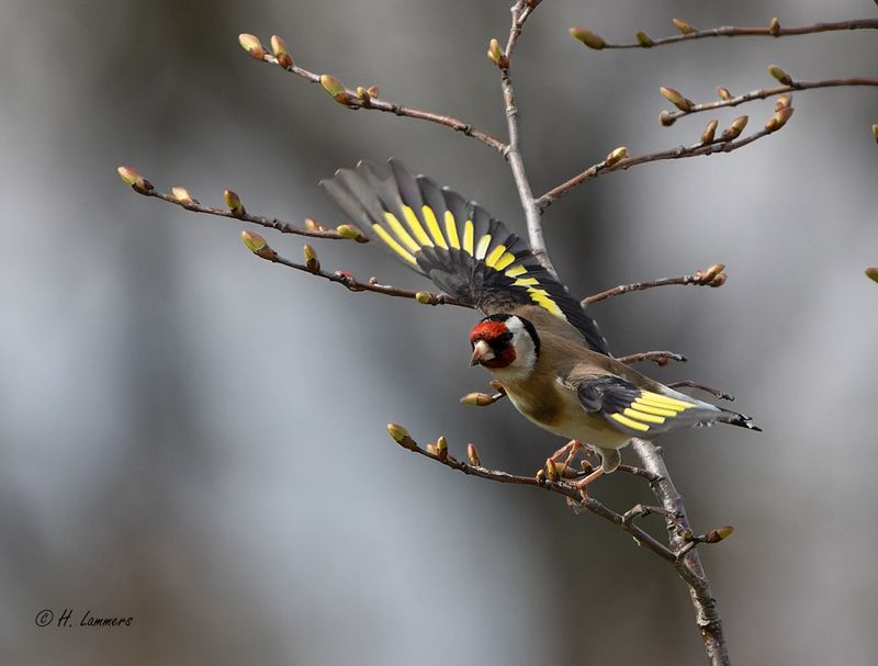   European goldfinch - Putter - Carduelis carduelis