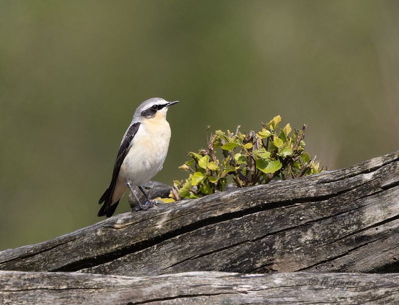   Northern wheatear - Tapuit - oenanthe oenanthe