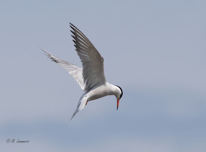 Common tern - Visdief - sterna hirundo
