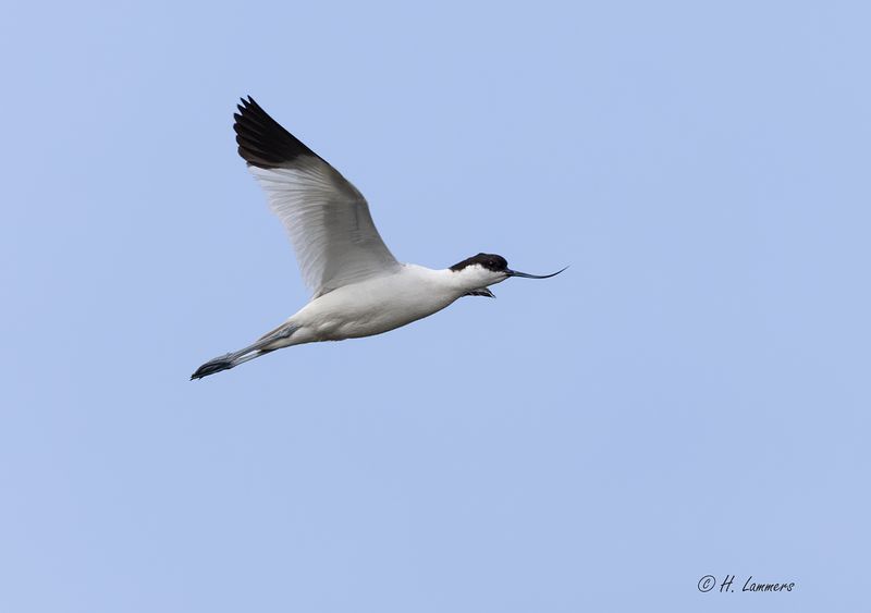 Kluut _63A7547