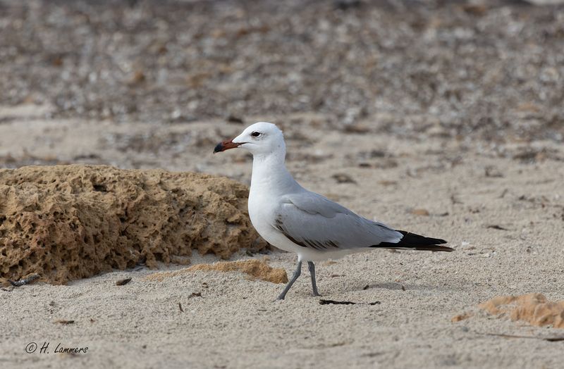 Audoinsmeeuw _63A6669