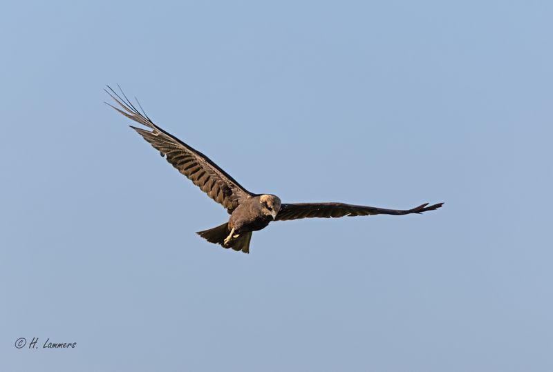 Western marsh harrier -  Bruine Kiekendief - circus aeruginosus 