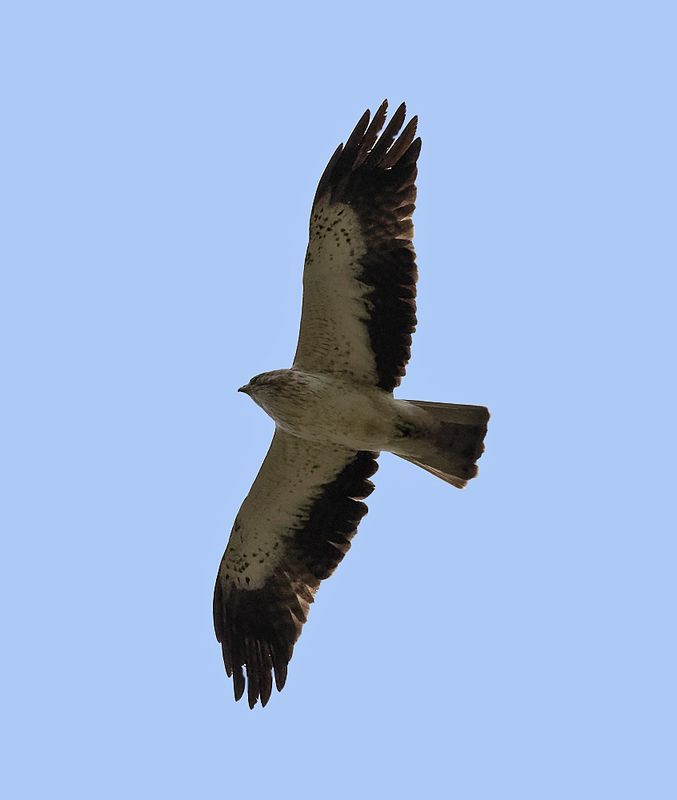 Dwergarend _63A7078